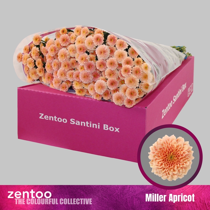 <h4>Chrysanten Chr S Miller Apricot</h4>