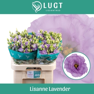 EUS G LISANNE LAVEND