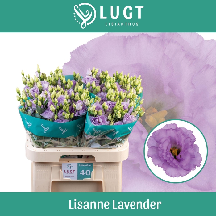 <h4>Eus G Lisanne Lavend</h4>