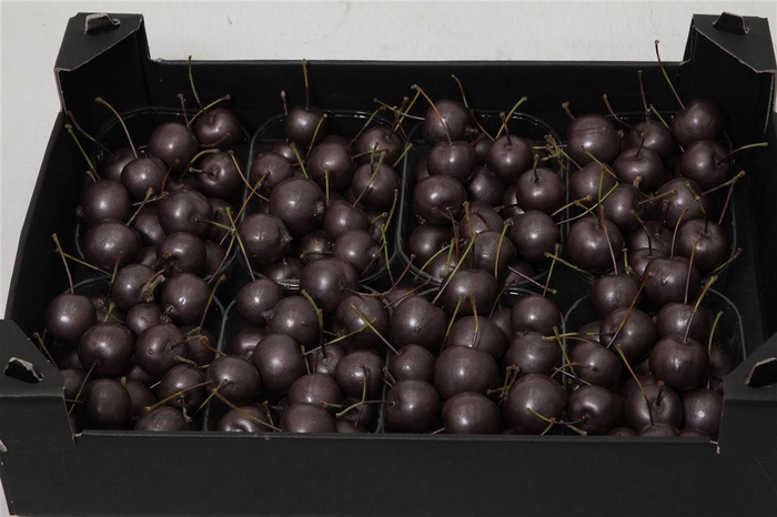 <h4>Appel (wax) X8 Taupe</h4>