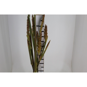 HELIC CALATHEA LUTEA - CHARUTO