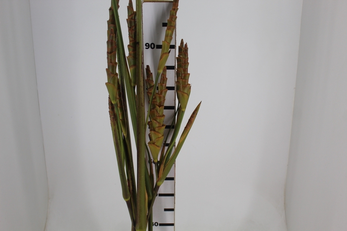 <h4>HELIC CALATHEA LUTEA - CHARUTO</h4>