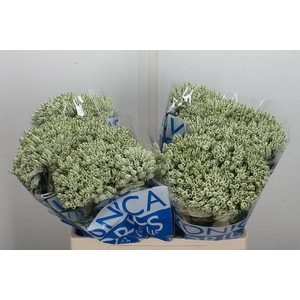 Veronica media 'Smart Wave'