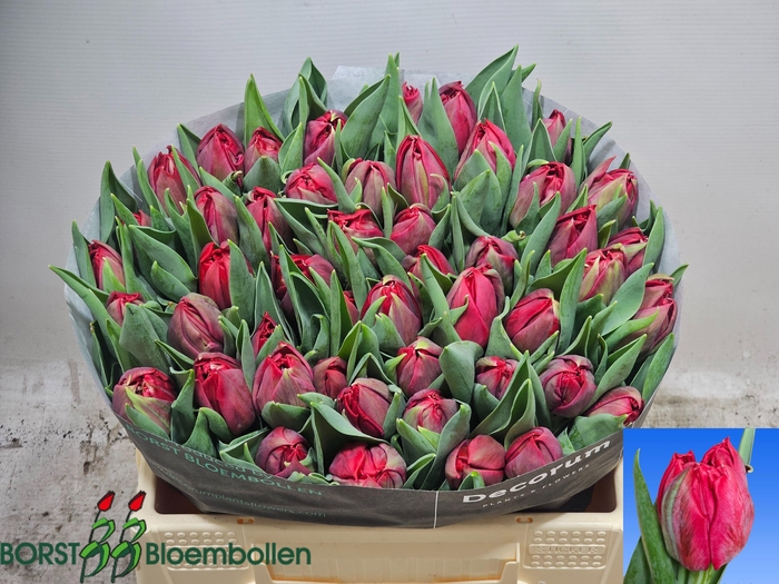 <h4>TU DU LECCE</h4>