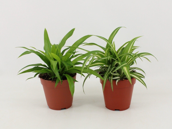 <h4>Chlorophytum Gemengd</h4>