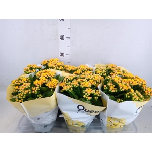 Kalanchoe  'MoreFlow Lausanne'