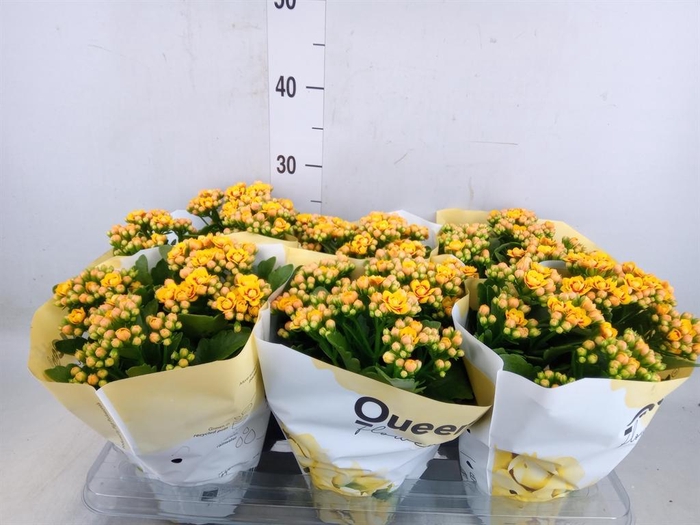 <h4>Kalanchoe  'MoreFlow Lausanne'</h4>