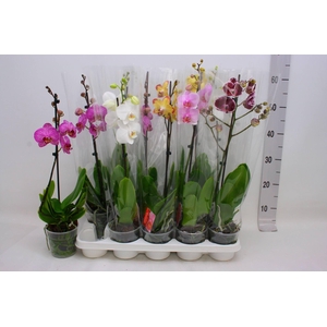 PHAL GEM