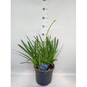 Agapanthus TR 'Dr. Brouwer'