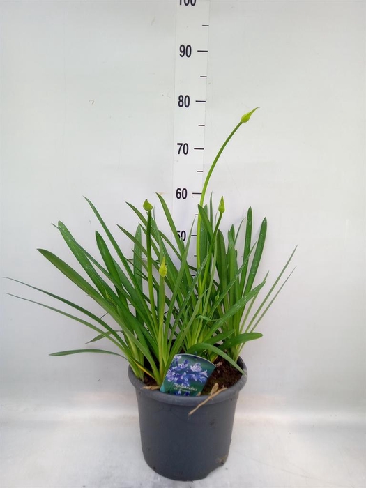 <h4>Agapanthus TR 'Dr. Brouwer'</h4>
