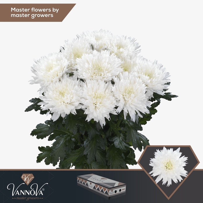 <h4>Chrysanten Chr G Undercover</h4>