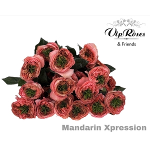 R GR MANDARIN XPRESSION