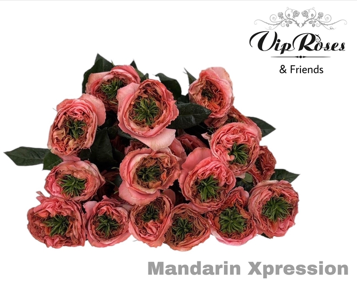 <h4>R GR MANDARIN XPRESSION</h4>