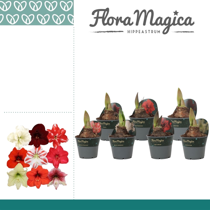 <h4>Amaryllis Exclusieve Mix 2 Knop in Potkraag</h4>