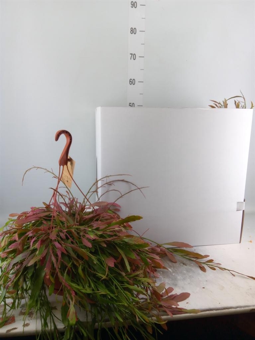 <h4>Pseudorhipsalis ramulosa</h4>