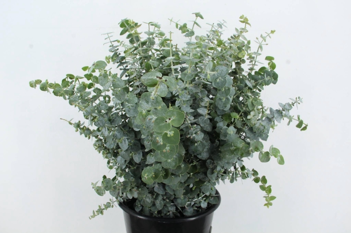 <h4>EUC BABY BLUE P BS</h4>