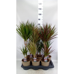Dracaena   ...mix