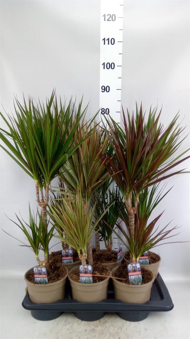 <h4>Dracaena   ...mix</h4>