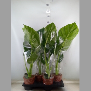 Alocasia macrorrhizos