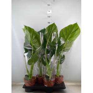 Alocasia macrorrhizos