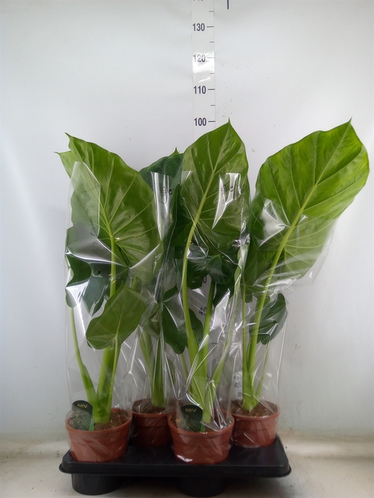 <h4>Alocasia macrorrhizos</h4>