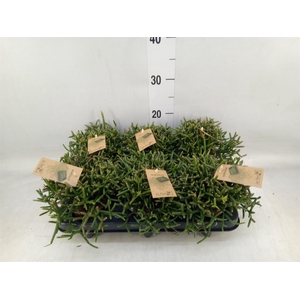 Rhipsalis burchellii