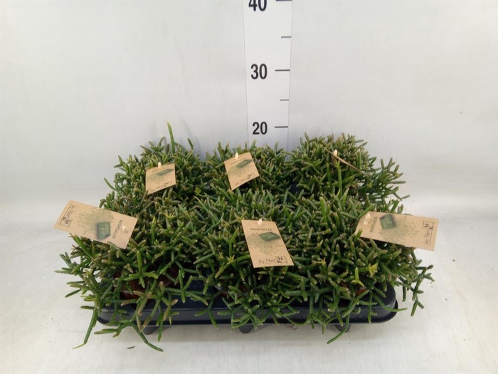 <h4>Rhipsalis burchellii</h4>