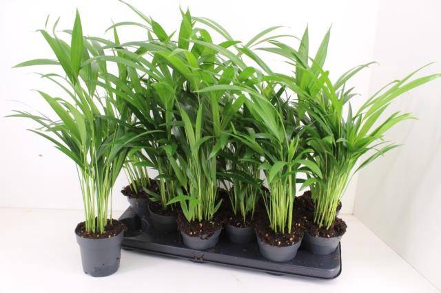 <h4>DYPSIS LUTESCENS</h4>