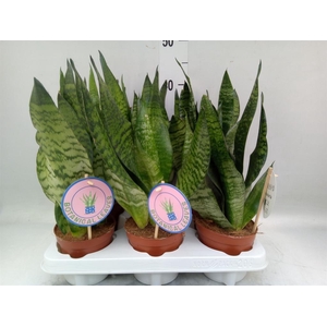 Sansevieria zeylanica