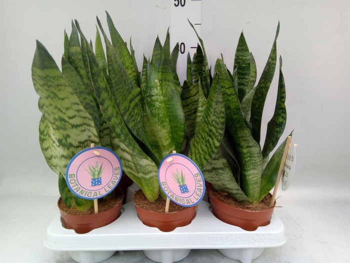 <h4>Sansevieria zeylanica</h4>