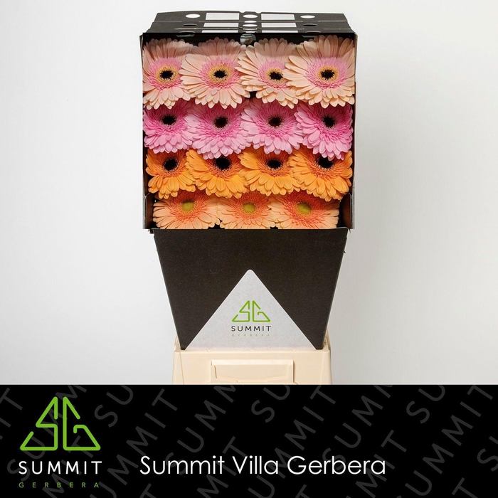 <h4>GE GR MIXED PASTEL</h4>