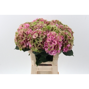 Hydr RoyalPalaceClass (GROWER DIRECT)