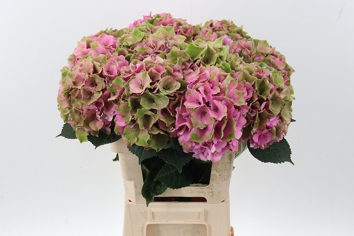 <h4>Hydr RoyalPalaceClass (GROWER DIRECT)</h4>