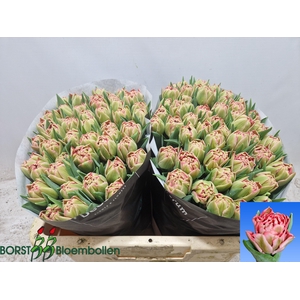 TU DU QUIN TRUSTFULL