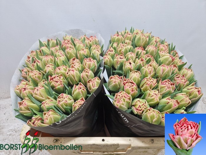 <h4>TU DU QUIN TRUSTFULL</h4>