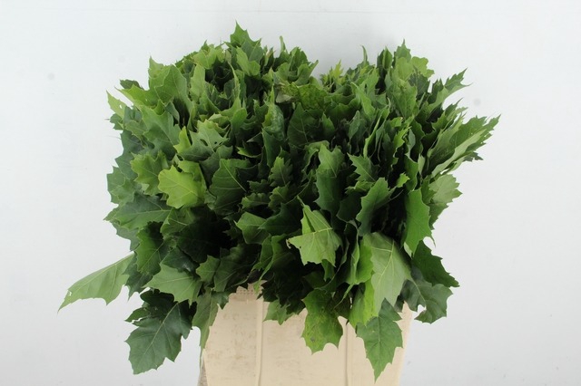 <h4>QUERCUS RUBRA</h4>