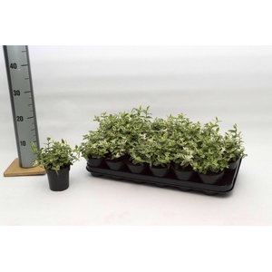 Euonymus fort Harlequin