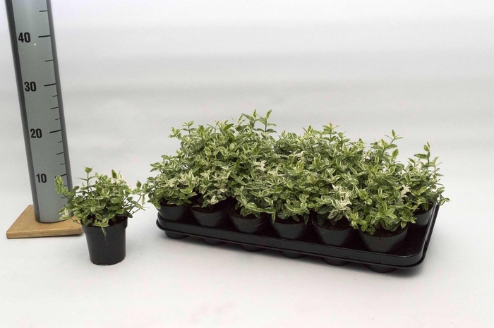 <h4>Euonymus fort Harlequin</h4>