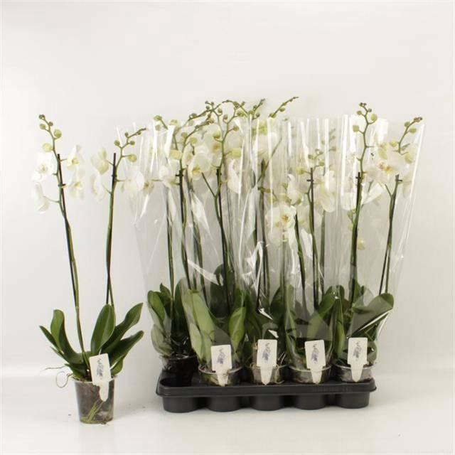 <h4>PHAL OV WIT</h4>