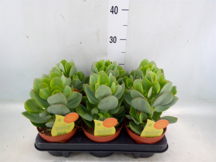 <h4>Crassula arborescens</h4>