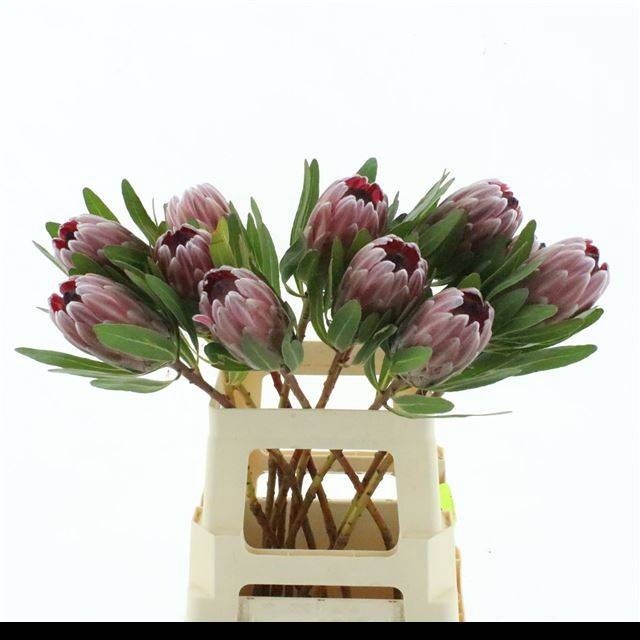 <h4>PROTEA PINK ICE</h4>