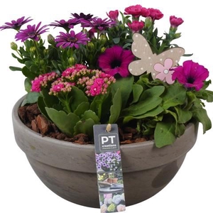 PTPP6932 Arrangement Patio in terracotta schaal
