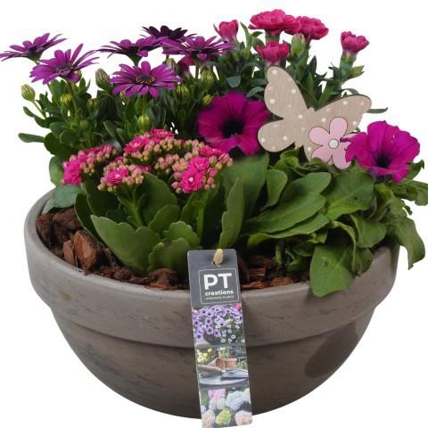 <h4>PTPP6932 Arrangement Patio in terracotta schaal</h4>