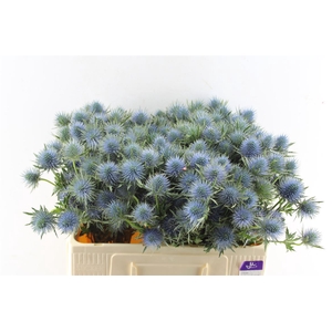 Eryngium Magnetar Qstar 50cm X60