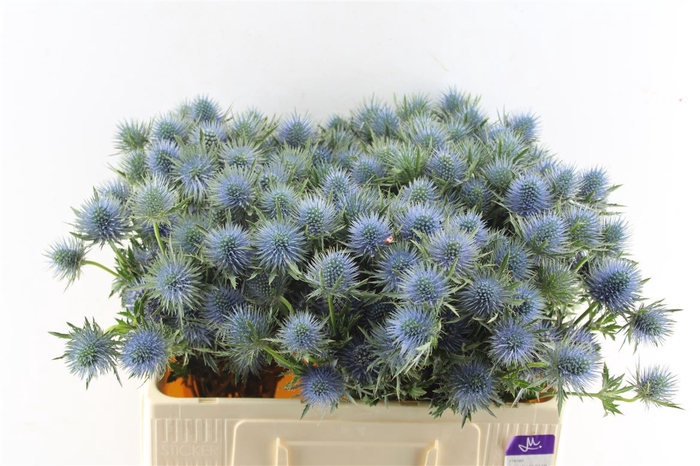 <h4>Eryngium Magnetar Qstar 50cm X60</h4>