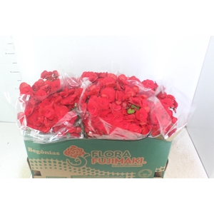 BEGONIA BALADIN P15