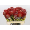 Nutans Ayoba Red