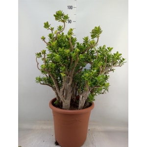 Crassula ovata 'Minor'