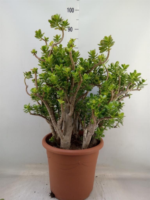 <h4>Crassula ovata 'Minor'</h4>