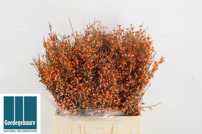 <h4>GENISTA KLB BS H%</h4>